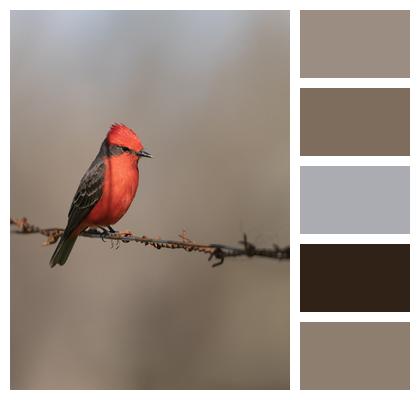 Austral Vermilion Flycatcher Bird Scarlet Flycatcher Image